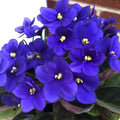 African Violet Live Plant in 4 Inch Pot, Flowering Houseplant, Easy Care Indoor Plant with Vibrant Blooms (Blue African Violet)
