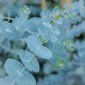 Live Eucalyptus Eucalyptus Plant Tree, Indoor Outdoor Fragrant Baby Blue Eucalyptus 5-9 Inc Tall, No Pot