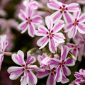 Pink White Creeping Phlox, Starter Phlox Live Plant, Well Rooted, Creeping Perennial Ground Cover