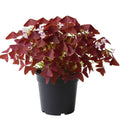 Burgundy Oxalis Plant Live, Oxalis Triangularis Shamrock Live Plant, 5 to 7 Inc Long