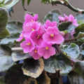 African Violet Live Plant in 4 Inch Pot, Flowering Houseplant, Easy Care Indoor Plant with Vibrant Blooms (Pink African Violet)