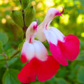 3 Bicolor Salvia Plants Live, Vibrant Sage Salvia Bushes 4-6'' Tall, Hardy Perennial Flowering Shrubs for Outdoor Garden