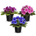 01 Random African Violet Plants Live in Pot, 01 Flowering Violets Indoor Outdoor Blooming, Vibrant Color Houseplant Décor Year-Round