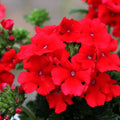 Set 2 Verbena Plants, Live Flowering Verbena Plant, Vibrant Flower Plant for Indoor Outdoor Planting, Hardy and Well Rooted, 4-8 Inches Tall