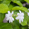 2 Jasmine Live Plants, Live Jasmine Plants, Flower Starter Plant 3 to 5 Inch Tall for Gardening Outdoor
