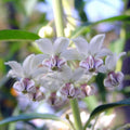 2 White Vining Milkweed Plants Live, Butterfly Asclepias Tuberosa, Wildflowers Perennial Bush, Swamp Common Plant, 5-9" in Tall, No Pot