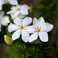 Gardenia Tree Live Plant, Hardy Daisy Gardenia, Fragrant White Flowering Tree Shrub, 2.5 Inch Pot, Zones 6-10