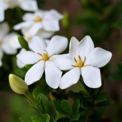 Gardenia Tree Live Plant, Hardy Daisy Gardenia, Fragrant White Flowering Tree Shrub, 2.5 Inch Pot, Zones 6-10