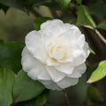 Camellia Plant Live, Camellia Japonica Plant, 10-12" Tall, 4" Pot, Hardy Flowering Shrub for Outdoor Landscaping (White Camellia)