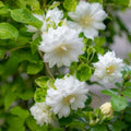 Clematis Vine Plant, Clematis Vine Plants Live in 2.5 Inch Pot, Perennial Climbing Flowers Plants Live for Outdoor Garden