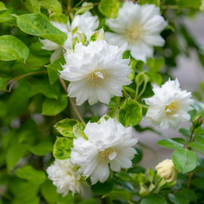 Clematis Vine Plant, Clematis Vine Plants Live in 2.5 Inch Pot, Perennial Climbing Flowers Plants Live for Outdoor Garden