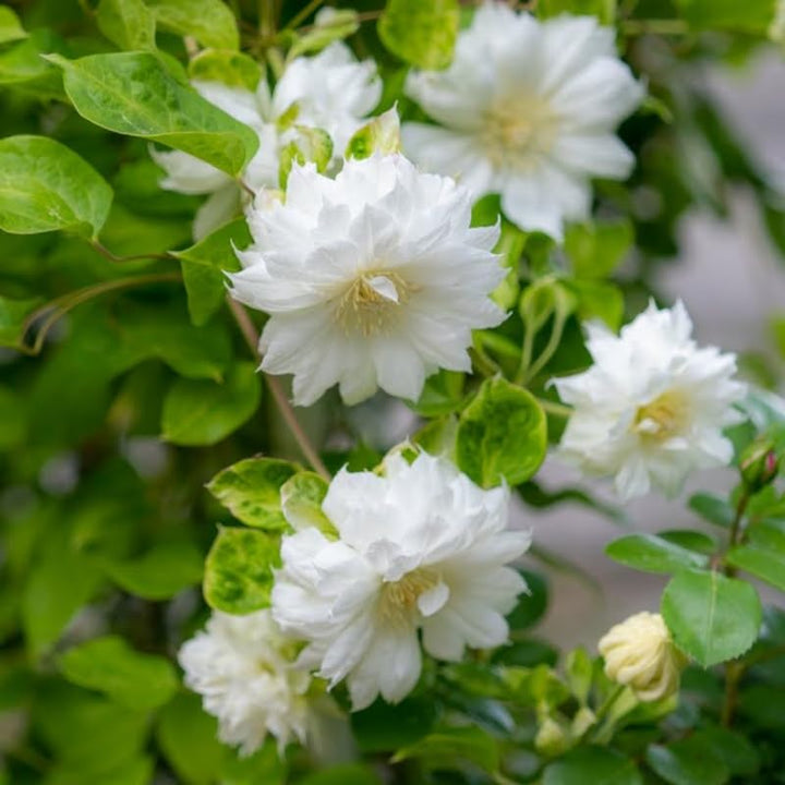 Clematis Vine Plant, Clematis Vine Plants Live in 2.5 Inch Pot, Perennial Climbing Flowers Plants Live for Outdoor Garden