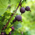 Black Velvet Gooseberry Plant Live for Planting, Black Gooseberry Bushes Live Plant 5 to 9 Inch Tall, Gooseberries Fruit