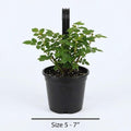 Pink Rose Plant Live, Rose Bush Shrub Plant, Climbing Rose Flower Plant, 2.5 Inc Potted