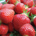 Pack 12 Strawberry Plant Live for Planting Outdoors, Edible Fruits, Large Sweet Fruit, Strawberry Bareroots for Garden, Everbearing Strawberry Plants