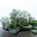 White African Violet Plant Live, White Violet Flower, 3-5 Inches Tall