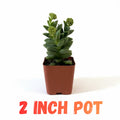 Crassula Springtime Plant, Rare Succulent Plant Live, 2 Inches Pot for Indoor Outdoor Landscape