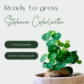 Stephania Cephalantha Caudex Plant, Rare Mini Succulent Vine with No Hair Roots, 2.5-3 Inch Wide, Indoor Gardening