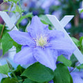 15 Blue Clematis Seeds for Planting, Clematis Vine Seeds Clematis Flowers, Clematis Seeds Perennial