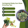 Variegated Baby Sun Rose, Pink Ice Plant 2 Inch Pot, Rare Succulent for Planting Indoor Outdoor