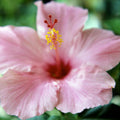 Hardy Hibiscus Plants Live Well-Rooted, Pink Flowers Hibiscus Tree Live Plant for Outdoor Full Sun Spring Planting, 5-9" in Tall, Perennial Growing