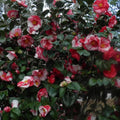 9 Months Old Camellia Tree Live Plant, Camellias Plants Shrub, Large Flower Well-Rooted in Pot, Indoor Outdoor, Cold Hardy (Tri Color)