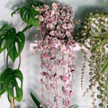 Variegated String of Hearts Plant Live, Ceropegia Woodii Vine, Live Succulent Indoor Houseplant, 2.5 Inch Pot