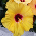Tropical Hibiscus Plants Live Well-Rooted, Yellow Red Flowers Hibiscus Tree Live Plant for Outdoor Full Sun Spring Planting, 5-9" in Tall, Perennial Growing