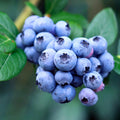 Sweet Blueberry Plant Live for Planting, Blueberry Bushes for Planting, 4"-7" Cold Hardy Blueberries Southern Highbush