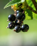 1 Black Currant Plant Live for Planting, Black Currant Bush 1 Year Bare Root, Black Current Berries Ready to Grow