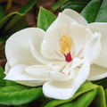 Magnolia Plant Live, Sweetbay Magnolia Tree Live Plant, 6 to 9 Inc Tall, Magnolia Shrub Plant Live