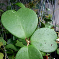 Hoya Kerrii Heart Plant, Green Hoya Plant Live Houseplants 2 Inches Potted to Plant Indoor