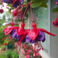 Red Purple Fuchsia Plants Live, Fuchsia Plants, 3 to 5" Tall Starter Plug, Hardy Perennial Flowers Plant for Planting, Hanging Basket, Colorful Plant
