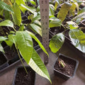 Ataulfo Mango Tree Live Plant in 4" Pot, 5 to 6 Inches Tall Starter, Sweet Tropical Mango Fruit Trees for Outdoor Planting