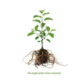 Live Granny Smith Apple Tree Plant 6-10 Inch Tall