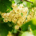 3 Mix Currant Bush Live Plants, Currant Plants Live for Planting 5 to 8 Inch Tall, Currant Berry Fruit Tree Well Rooted Starter Plant