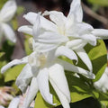 2 White Jasmine Plants Plugs, 3 to 6 Inc, Tea Jasmine Plant, Fragrant Outdoor Indoor White Flower Blooms