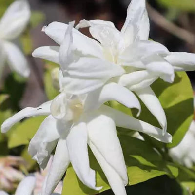 2 White Jasmine Plants Plugs, 3 to 6 Inc, Tea Jasmine Plant, Fragrant Outdoor Indoor White Flower Blooms