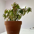 Begonia Live Plant, Begonia Plant, Begonias Live Plant Indoor, Begonia Plant Live, Begonia Houseplant 2.5 Inch Pot