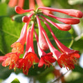 Honeysuckle Plant Live for Planting, Lonicera Honeysuckle Vine, Very Hardy, in 2.5 Inc Pot, Fragrant Red Bloom