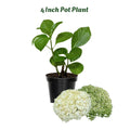 White to Green Hydrangea Live Plant 4" Pot, Hydrangea Shrub Flower Plants for Outdoor or Indoor Planting, Change Color Perennial Plant