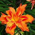 3 Double Orange Daylilies Perennial Bulbs, Daylily Bulbs for Planting, Perennial Flower Bulb