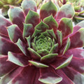 1 Hens and Chicks Succulent Plants Live in 2.5 Inch Container, Hens & Chicks Plant Live Houseplant Home Garden