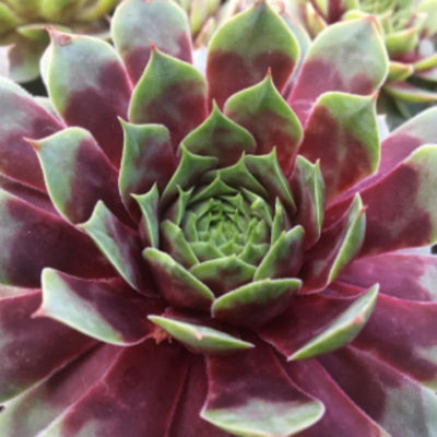 1 Hens and Chicks Succulent Plants Live in 2.5 Inch Container, Hens & Chicks Plant Live Houseplant Home Garden