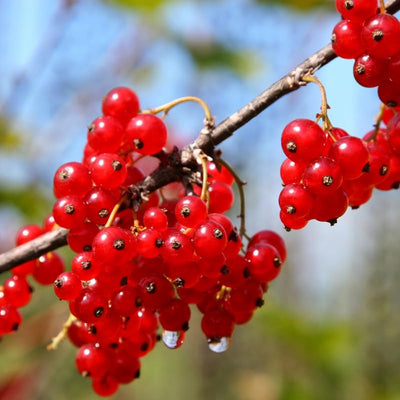 Red Currant Plant Live Well Rooted, 1 Year Bare Root, Red Currant Bush Live Plant 5-9 Inch Height, Currant Berries