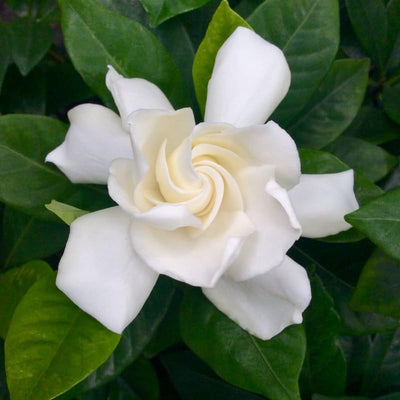 White Gardenia Plants, Fragrant Jasmine Gardenia Plant in 4 Inch Pot, Hardy Perennial Flowers Plant Potted for Planting