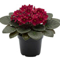 Red African Violets Live Plants in Pots, Live African Violet Plants House Plant for Indoor Outdoor Décor, 4" Pot, Well-Rooted and Year-Round Blooming