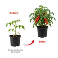 Tomato Plants Live for Planting, Long Red Tomato Plant, 6-8 Inc Tall, Tomatoes for Indoor Outdoor Planting
