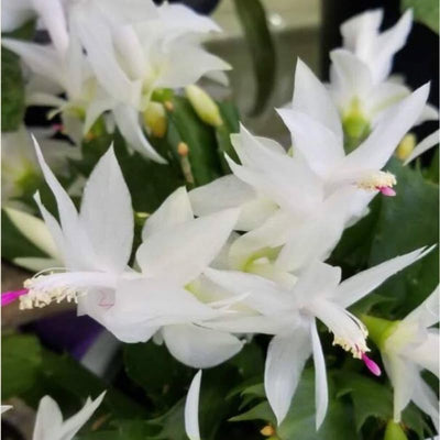 Thanksgiving Cactus Plants Live in 4" Pot, Holiday Christmas Cactus, Colorful Indoor Houseplant, Zygocactus Like, Ready to Bloom (White)