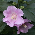 Light Pink Rose of Sharon Plant Live 4 Inch Container, Hardy Hibiscus Plant Live, Althea Hibiscus Syriacus Flowers
